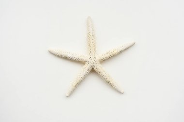 beyaz arkaplanda izole edilmiş denizyıldızı