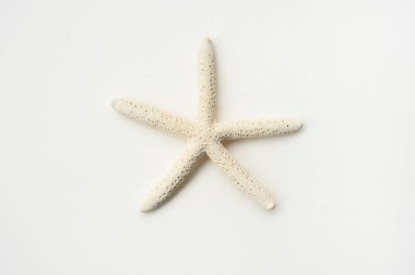 beyaz arkaplanda izole edilmiş denizyıldızı