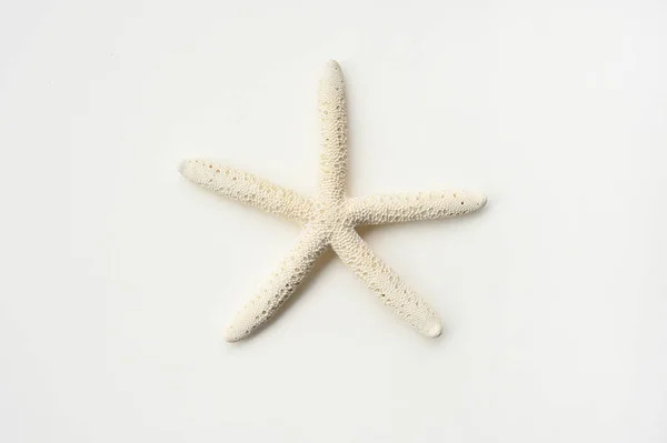 Étoile de mer isolée sur fond blanc — Photo