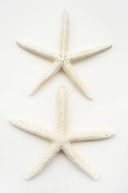 beyaz arkaplanda izole edilmiş denizyıldızı