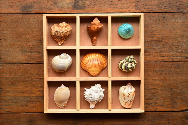 Shells in wooden box — Stock Photo, Image