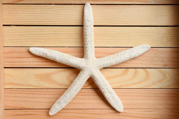 Close up de estrela do mar — Fotografia de Stock