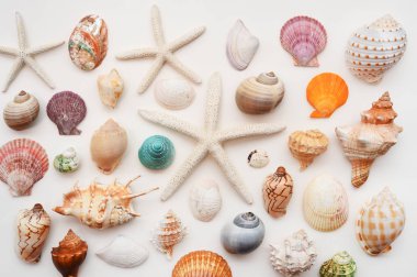 Beyaz arkaplanda izole edilmiş kabuklar