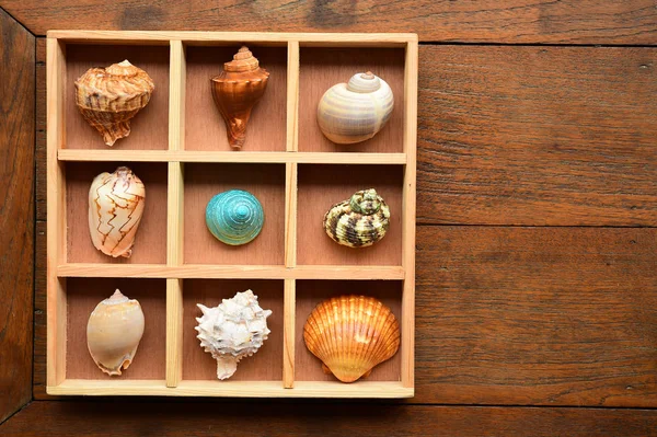 Shells in wooden box — Stock Photo, Image