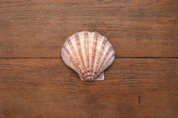 Shells isolated on white background — Stock Photo, Image