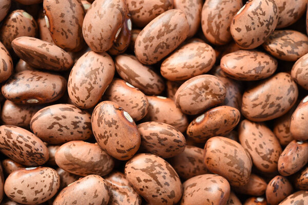 close up of pinto bean 