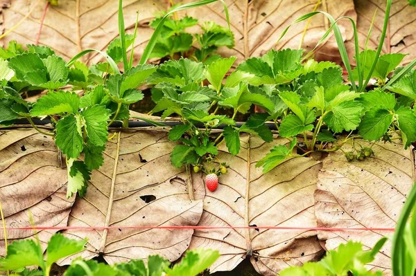 Tutup Dari Strawberry Organik Segar Tumbuh Pada Pokok Anggur — Stok Foto