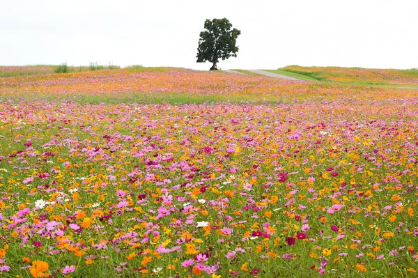 Mooie Kosmos Bloemen Tuin — Stockfoto