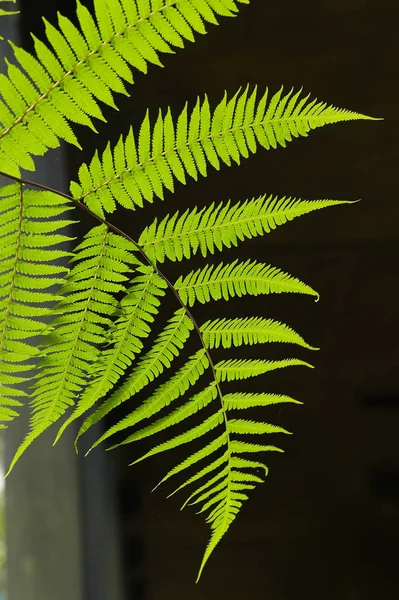 Feuille Fougère Feuillage Des Feuilles Fougère Dans Forêt — Photo