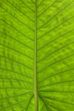 Arkaplan için doğanın detayları 