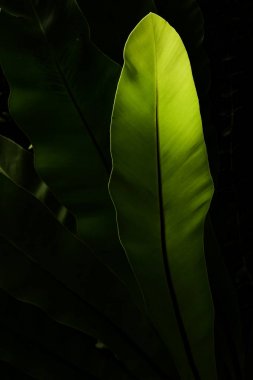 Arkaplan için doğanın detayları 