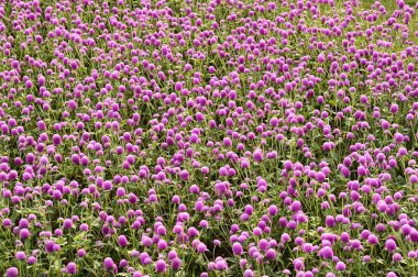 Bahçede güzel Gomphrena mor çiçek