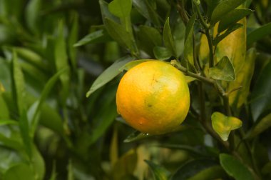 bahçede portakal ağaçlarının yakın çekim