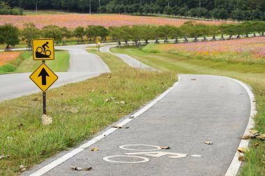 Bahçedeki güzel kozmos çiçekleri