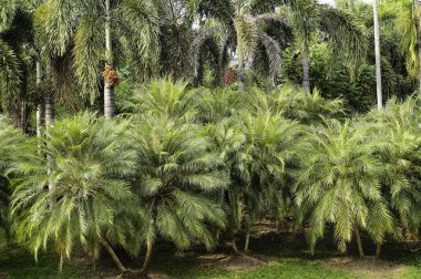 Parkta güzel yeşil ağaçlar