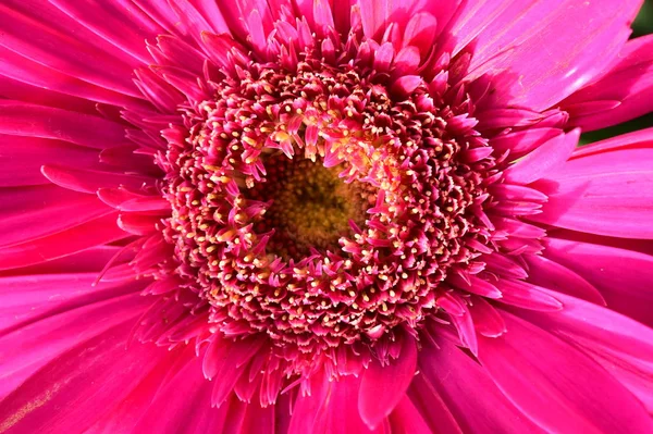 Close Lótus Rosa Florescendo Jardim — Fotografia de Stock