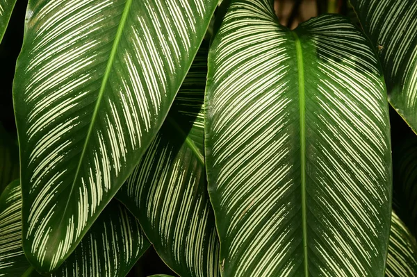 Detalhes Sobre Natureza Fundo — Fotografia de Stock