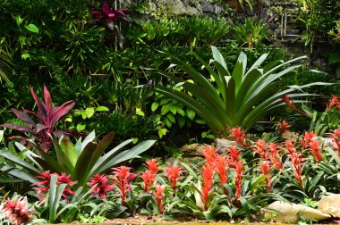 Arkaplan için doğanın detayları 