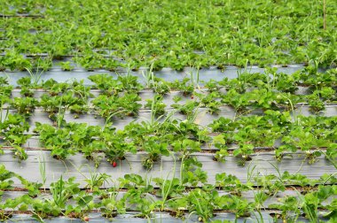 Çilek bitki çilek bir alan içinde satır