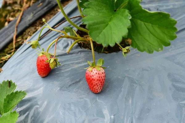나무에 신선한 유기농 딸기의 클로즈업 — 스톡 사진