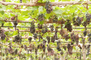 Bahçede olgun kırmızı üzümler 