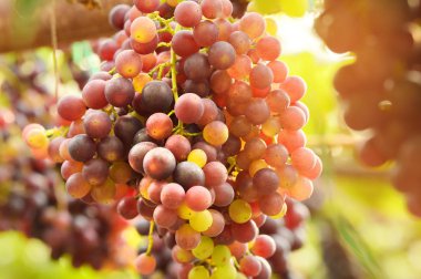 Bahçede olgun kırmızı üzümler 