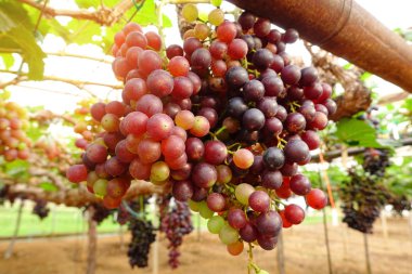 Bahçede olgun kırmızı üzümler 