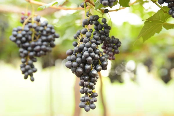 Raisins Mûrs Rouges Dans Jardin — Photo