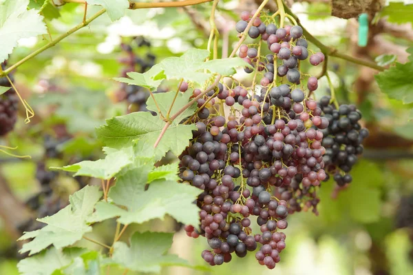 Uvas Rojas Maduras Jardín — Foto de Stock