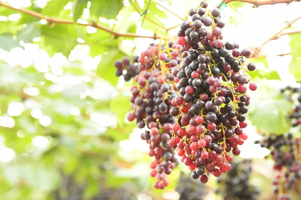 Raisins Mûrs Rouges Dans Jardin — Photo