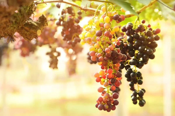 Raisins Mûrs Rouges Dans Jardin — Photo