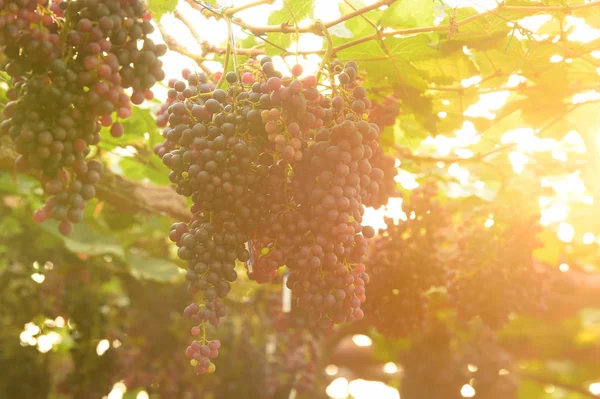 Raisins Mûrs Rouges Dans Jardin — Photo