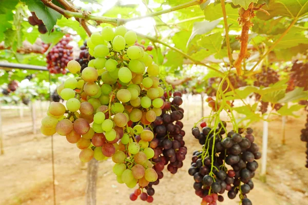 Raisins Mûrs Rouges Dans Jardin — Photo