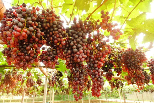 Czerwone Dojrzałe Winogrona Ogrodzie — Zdjęcie stockowe