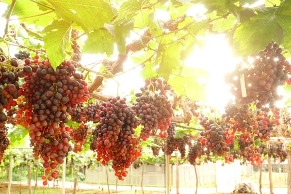 Raisins Mûrs Rouges Dans Jardin — Photo