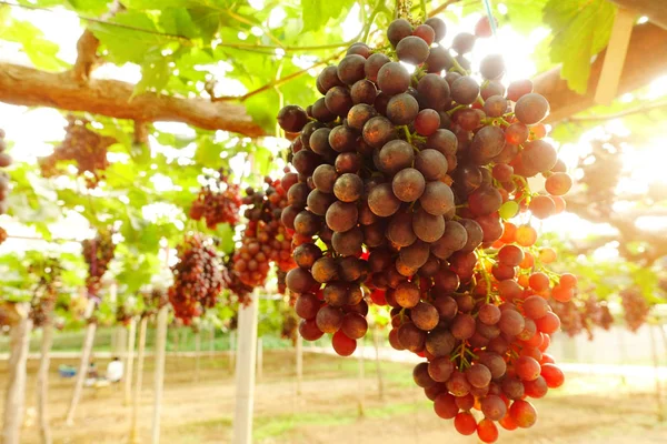 Raisins Mûrs Rouges Dans Jardin — Photo