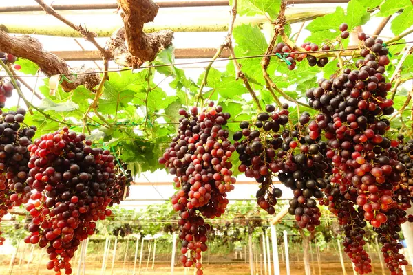 Raisins Mûrs Rouges Dans Jardin — Photo