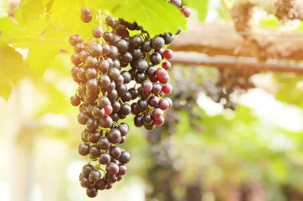 Raisins Mûrs Rouges Dans Jardin — Photo