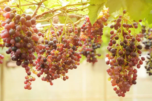 Raisins Mûrs Rouges Dans Jardin — Photo