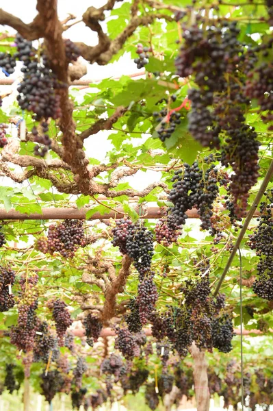 花园里红熟的葡萄 — 图库照片