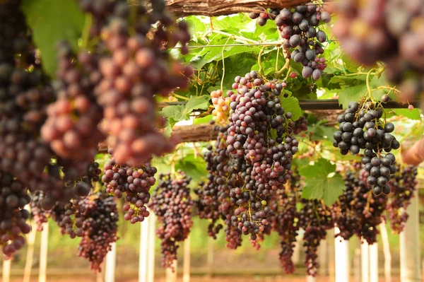 Raisins Mûrs Rouges Dans Jardin — Photo