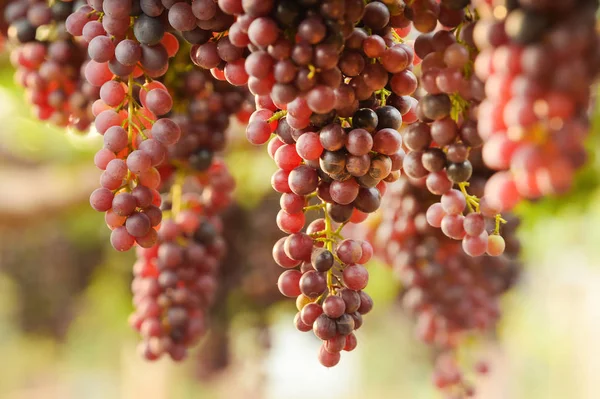 Raisins Mûrs Rouges Dans Jardin — Photo