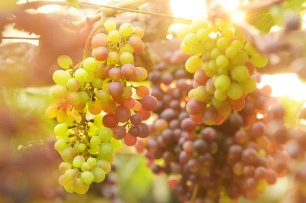 Raisins Mûrs Rouges Dans Jardin — Photo