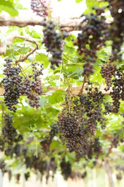 Bahçede olgun kırmızı üzümler 