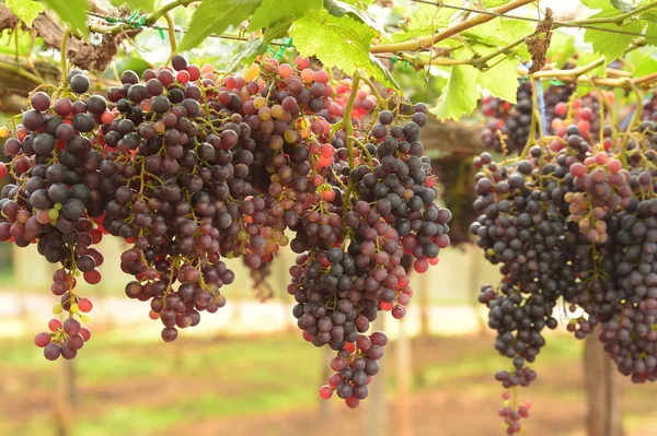 Rote Reife Trauben Garten — Stockfoto