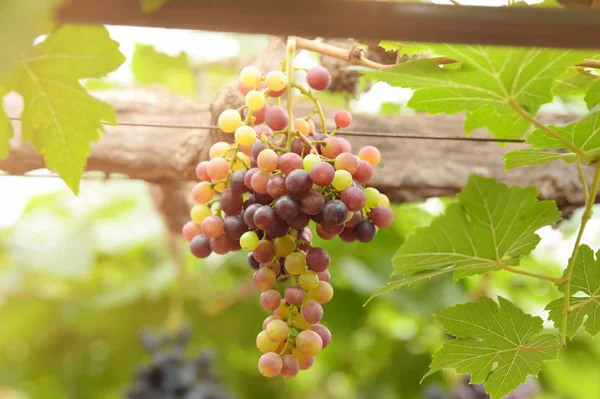 Raisins Mûrs Rouges Dans Jardin — Photo