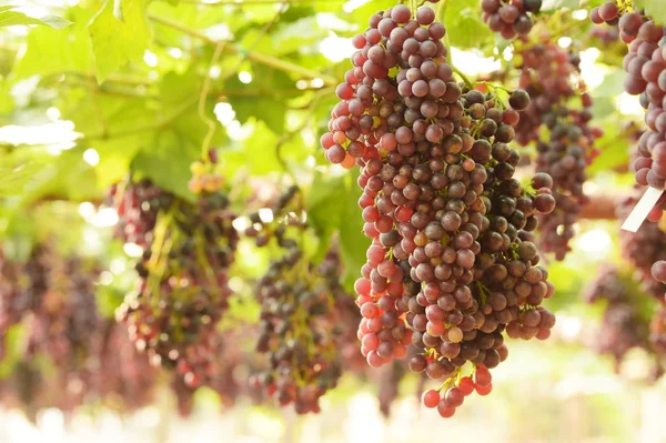 Raisins Mûrs Rouges Dans Jardin — Photo