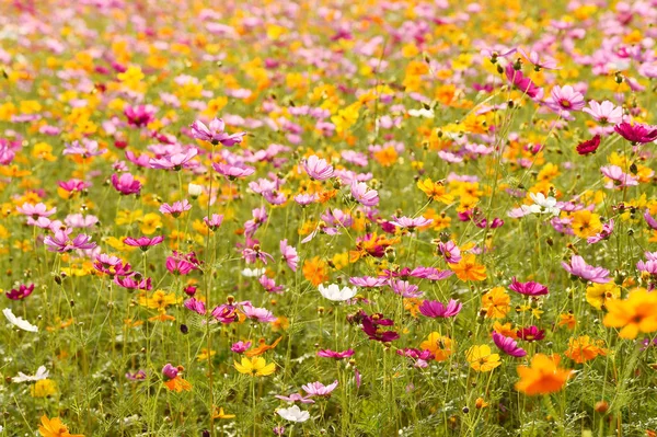 Vackra Kosmos Blommor Trädgården — Stockfoto