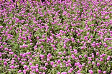 Bahçede güzel Gomphrena mor çiçek