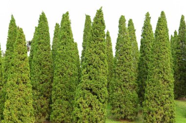 Doğa manzara yeşil ağaçlar